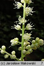 Aruncus sylvestris (parzydło leśne)