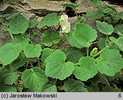 Asarina procumbens