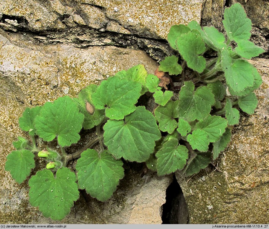 Asarina procumbens