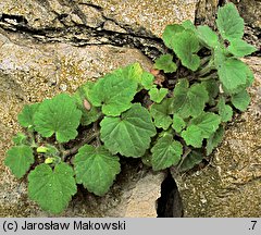 Asarina procumbens