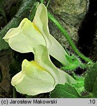 Asarina procumbens