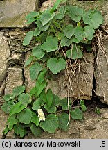 Asarina procumbens