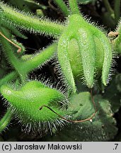 Asarina procumbens