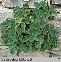 Asarina procumbens