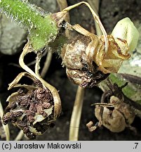 Asarina procumbens