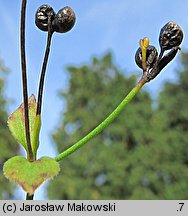 Asperula tinctoria (marzanka barwierska)