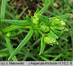 Asperula tinctoria (marzanka barwierska)