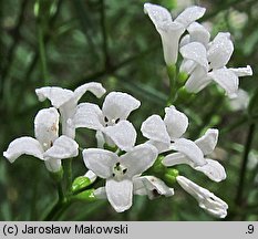 Asperula tinctoria (marzanka barwierska)