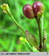 Asperula tinctoria (marzanka barwierska)