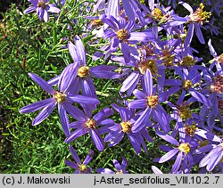 Aster sedifolius (aster wąskolistny)