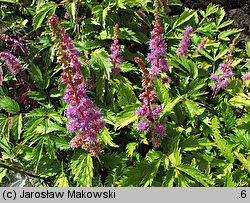 Astilbe chinensis var. pumila (tawułka chińska)