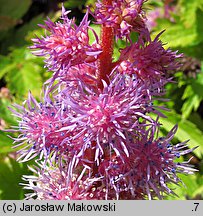 Astilbe chinensis var. pumila (tawułka chińska)