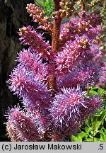 Astilbe chinensis var. pumila (tawułka chińska)