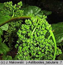 Astilboides tabularis (astilboides tarczowaty)