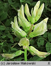 Astragalus glycyphyllos (traganek szerokolistny)