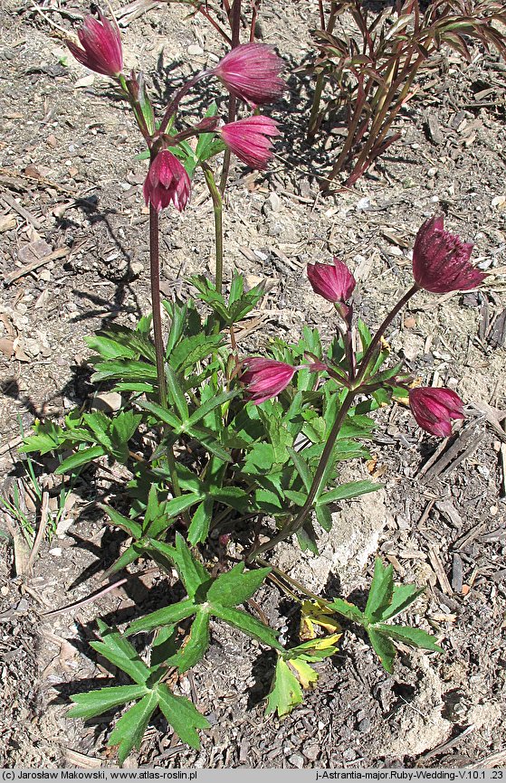 Astrantia major Ruby Wedding