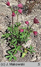 Astrantia major Ruby Wedding