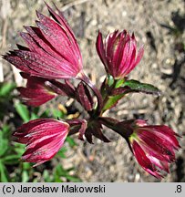 Astrantia major Ruby Wedding