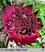 Astrantia major Ruby Wedding