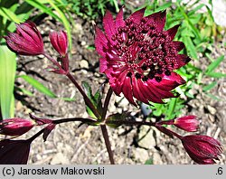 Astrantia major Ruby Wedding