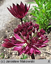 Astrantia major Ruby Wedding