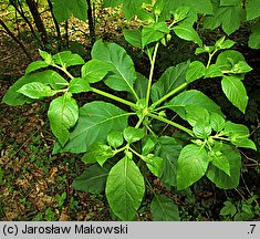 Atropa bella-donna (pokrzyk wilcza jagoda)