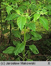 Atropa bella-donna (pokrzyk wilcza jagoda)