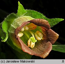 Atropa bella-donna (pokrzyk wilcza jagoda)