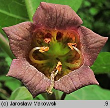 Atropa bella-donna (pokrzyk wilcza jagoda)