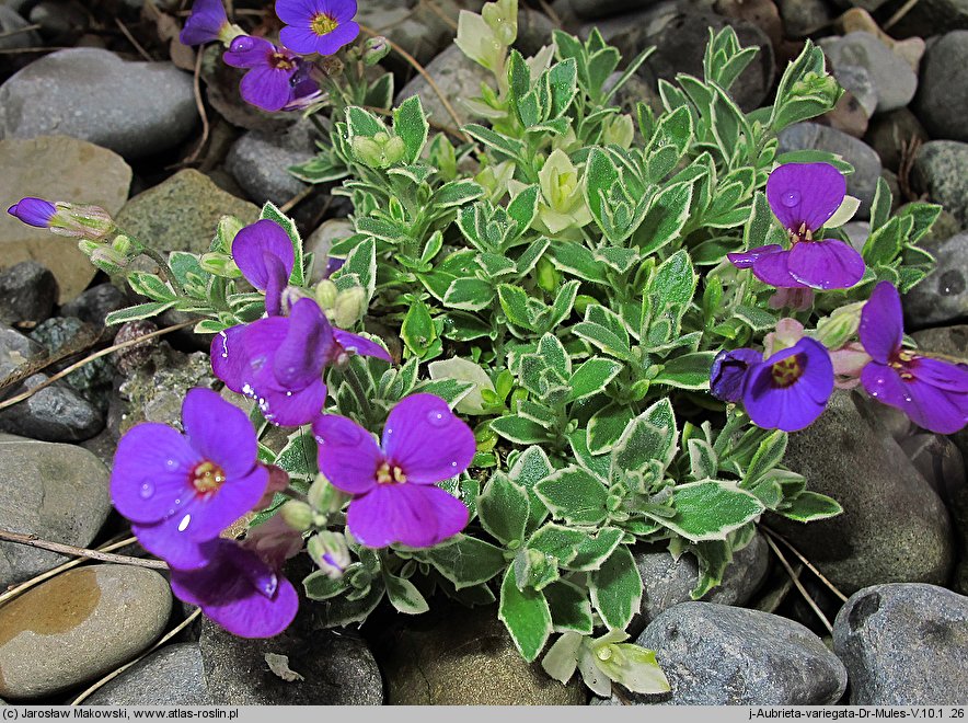 Aubrieta ×cultorum Dr. Mules Variegata