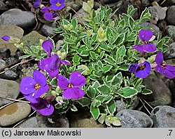 Aubrieta ×cultorum Dr. Mules Variegata