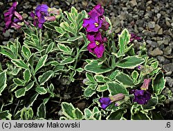 Aubrieta ×cultorum Dr. Mules Variegata