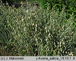 Avena sativa (owies zwyczajny)