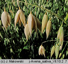 Avena sativa (owies zwyczajny)