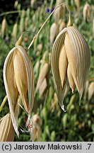 Avena sativa (owies zwyczajny)