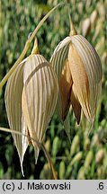 Avena sativa (owies zwyczajny)