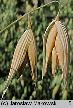 Avena sativa (owies zwyczajny)