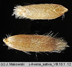 Avena sativa (owies zwyczajny)