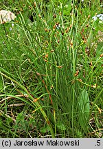 Baeothryon cespitosum (wełnianeczka darniowa)