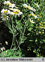 Tanacetum balsamita (wrotycz balsamiczny)