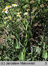 Tanacetum balsamita (wrotycz balsamiczny)