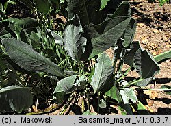 Tanacetum balsamita (wrotycz balsamiczny)