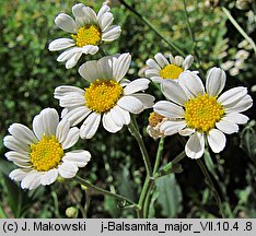 Tanacetum balsamita (wrotycz balsamiczny)