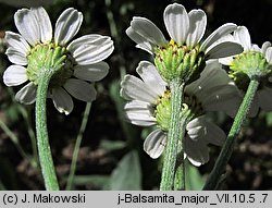 Tanacetum balsamita (wrotycz balsamiczny)