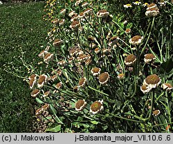 Tanacetum balsamita (wrotycz balsamiczny)