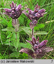 Bartsia alpina (bartsja alpejska)