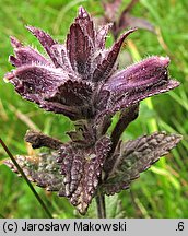 Bartsia alpina (bartsja alpejska)