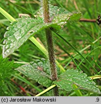 Bartsia alpina (bartsja alpejska)