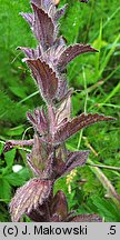 Bartsia alpina (bartsja alpejska)