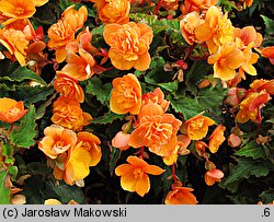 Begonia ×tuberhybrida (begonia bulwiasta)